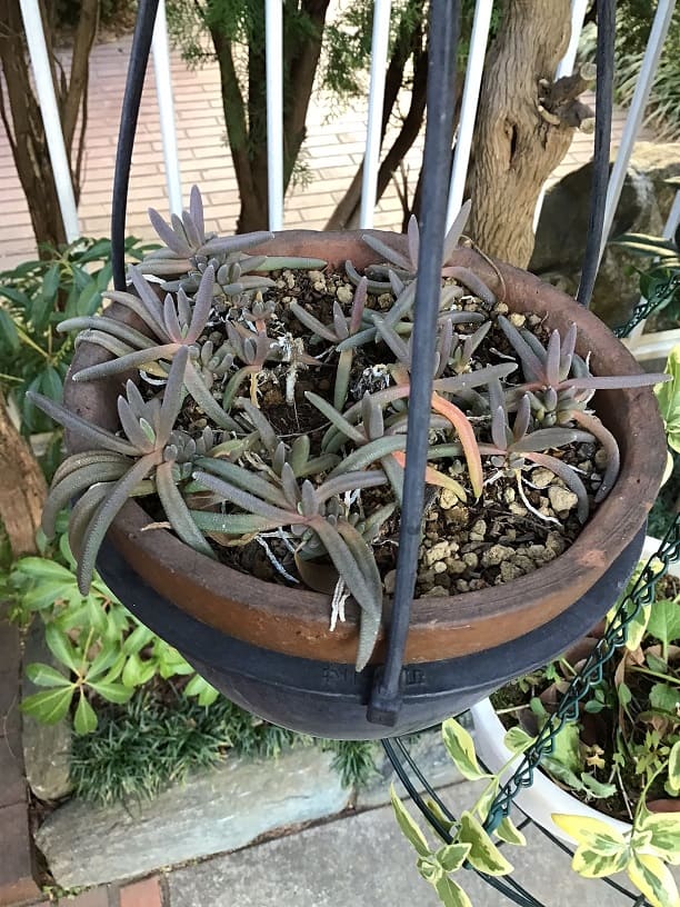 outdoor succulents after cold weather