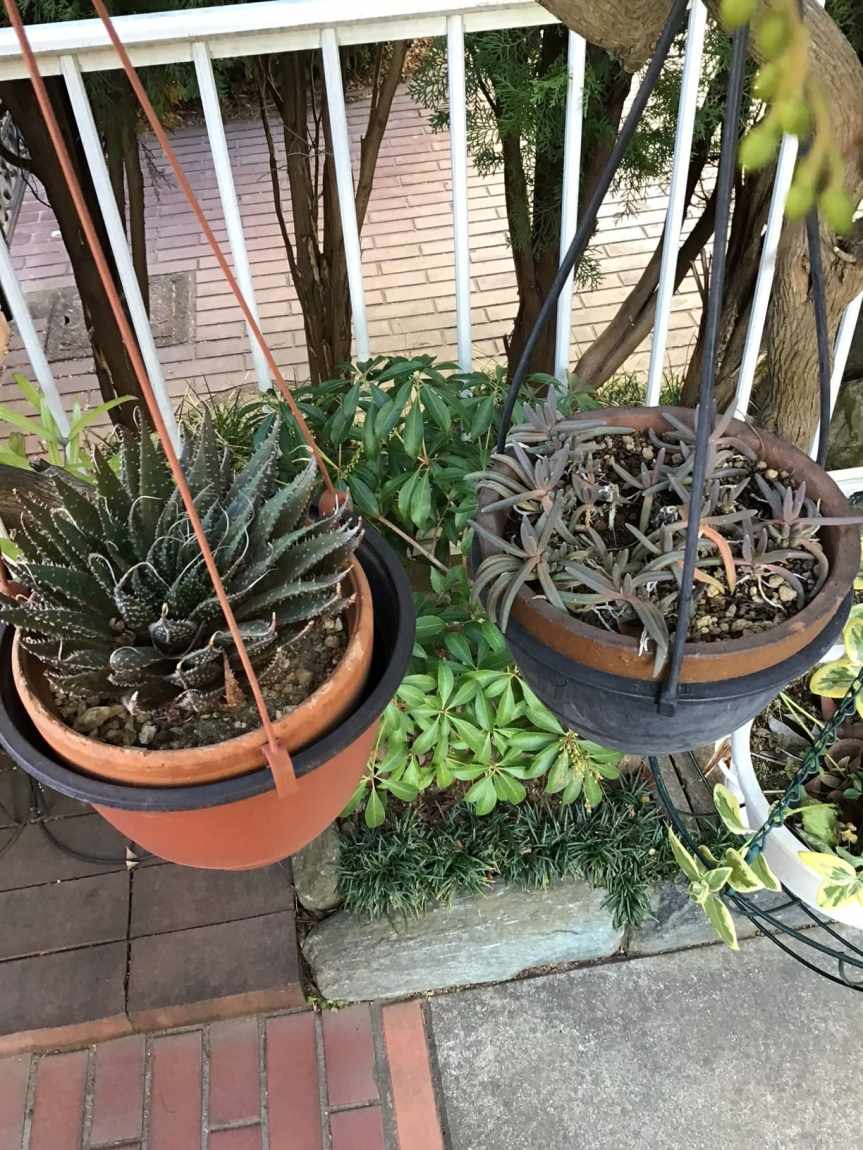outdoor succulents after cold weather
