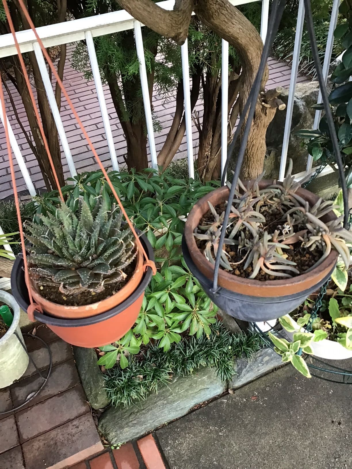 outdoor succulents cold weather